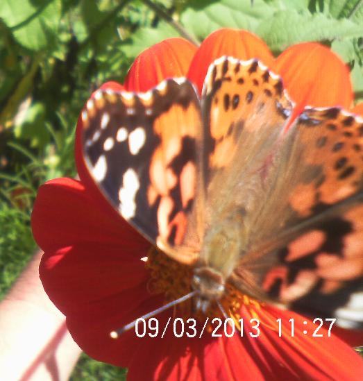 boy am i privileged or what painted lady pays another visit, pets animals