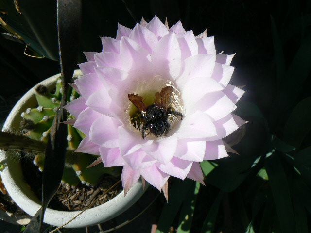 flores de vidro e quintal, Eu tive a sorte de pegar essa abelha dentro de uma das minhas flores de cacto