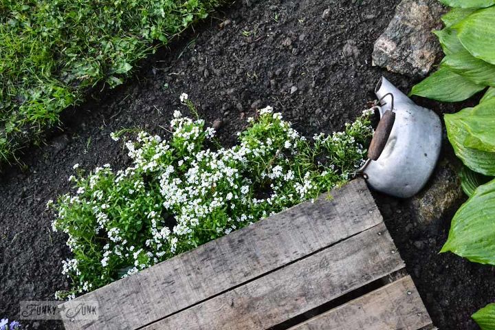 meu lindo jardim florido de agosto que no morreu, Minha parte favorita onde a velha chaleira se inclina que parece ter derramado todo aquele alyssum perfumado