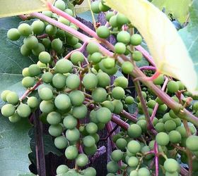 when i bought these grapes at home depot 3 years ago it was about 1 foot tall and i, gardening, landscape, grapes on the deck
