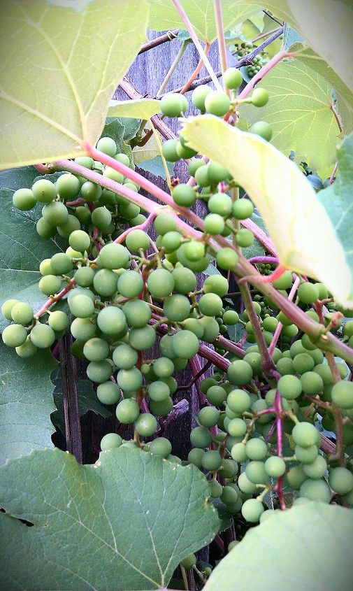 when i bought these grapes at home depot 3 years ago it was about 1 foot tall and i, gardening, landscape, grapes on the deck