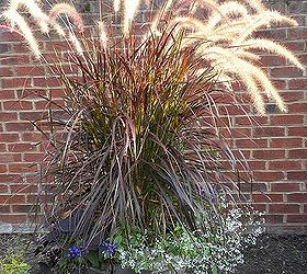 plan now annual flower containers, container gardening, flowers, gardening, Late summer heliotrope purple fountain grass potato vine