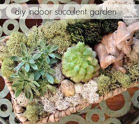 Indoor Succulent Garden