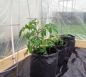 diy greenhouse for approx 50, gardening, Tomatoes in grow bags