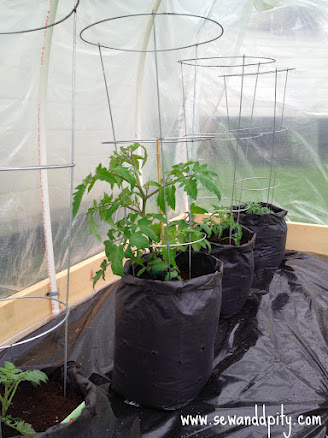invernadero de bricolaje por aproximadamente 50 dlares, Tomates en bolsas de cultivo