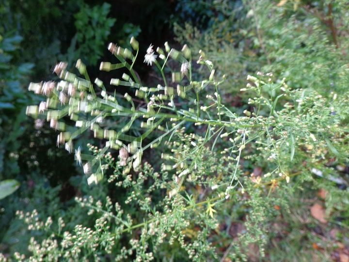 sweet annie when do i harvest it, Sweet Annie tiny flowers when do I cut it back and dry it Smiles Cyndi