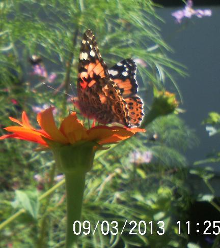 boy am i privileged or what painted lady pays another visit, pets animals