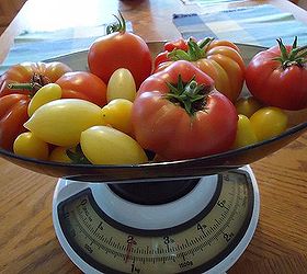 how to take care of your new tomato plants, container gardening, gardening, Just a few tomatoes from last years harvest Looking forward to another great tomato harvest
