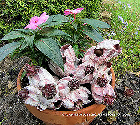hen and chicks in barnacles, flowers, gardening, seasonal holiday d cor, I planted one half of my terra cotta pot with a New Guinea impatiens that would compliment the color of the barnacles