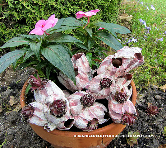 hen and chicks in barnacles, flowers, gardening, seasonal holiday d cor, I planted one half of my terra cotta pot with a New Guinea impatiens that would compliment the color of the barnacles