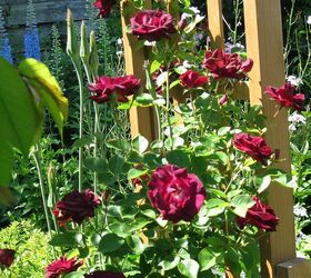 my rose s, gardening