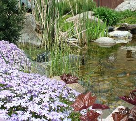 a natural pond setting located on a busy residential street in south elgin illinois, ponds water features
