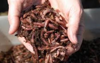 Vermicompostin | Every Gardener Needs Worms