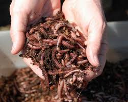 vermicompostin every gardener needs worms, composting, gardening