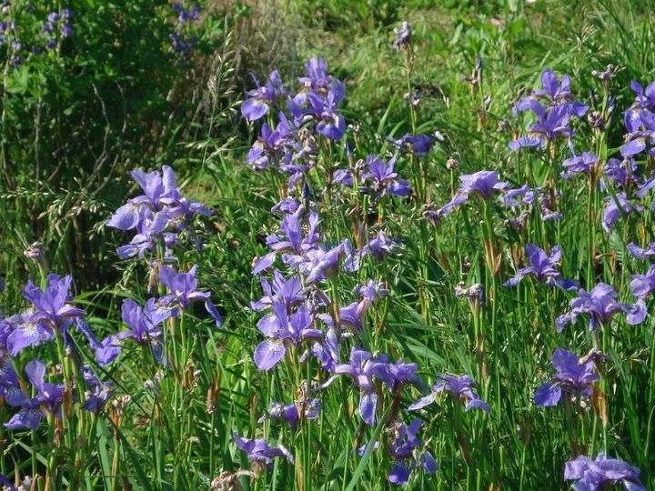 comparte usted las vistas de su jardn para animar a otros a probarlo