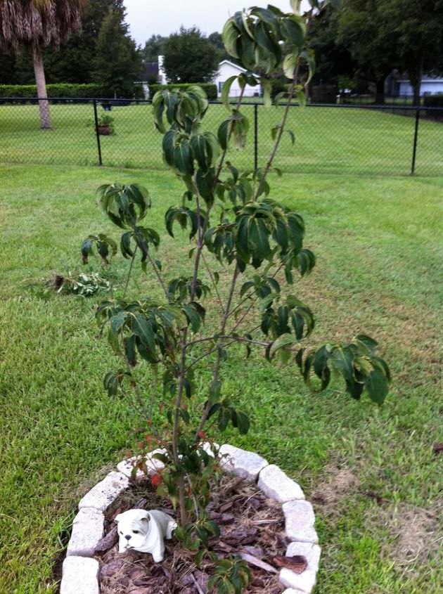 what s wrong with my dogwood, gardening, My sick tree