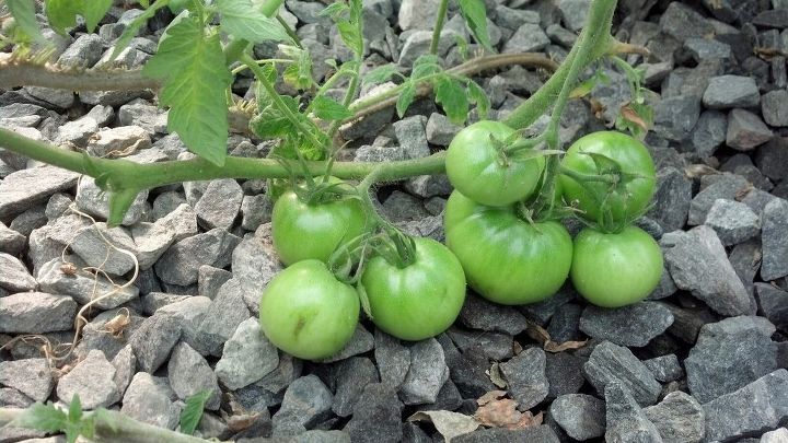 tomatoes, gardening
