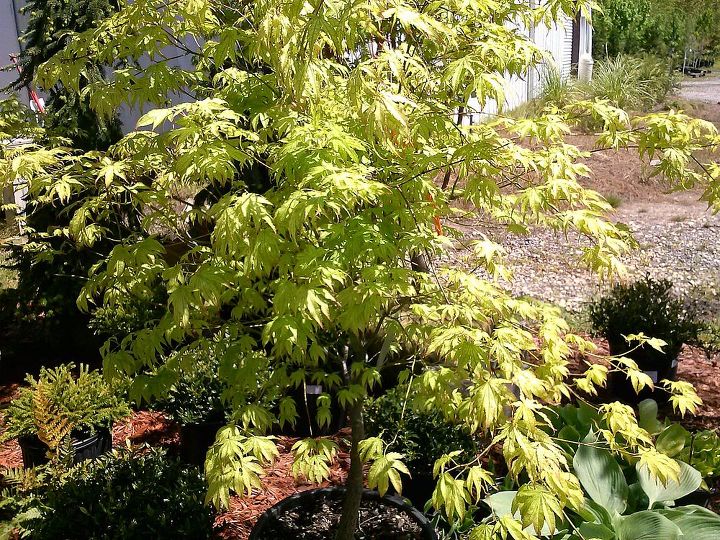 my love affair, Peaches and Cream