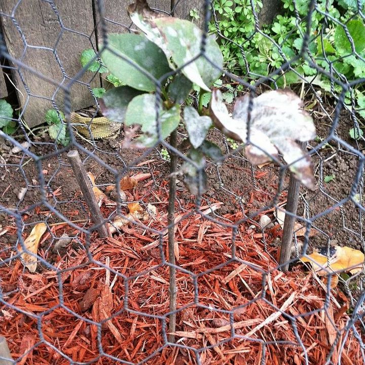 q lilac sapling discolored leaves, gardening