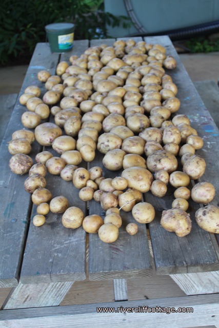 raising potatoes in raised beds, gardening, raised garden beds