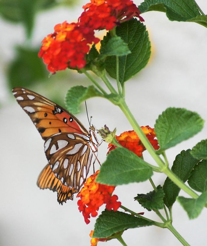 butterfly amp lantana thriving in horrid oklahoma heat, flowers, gardening