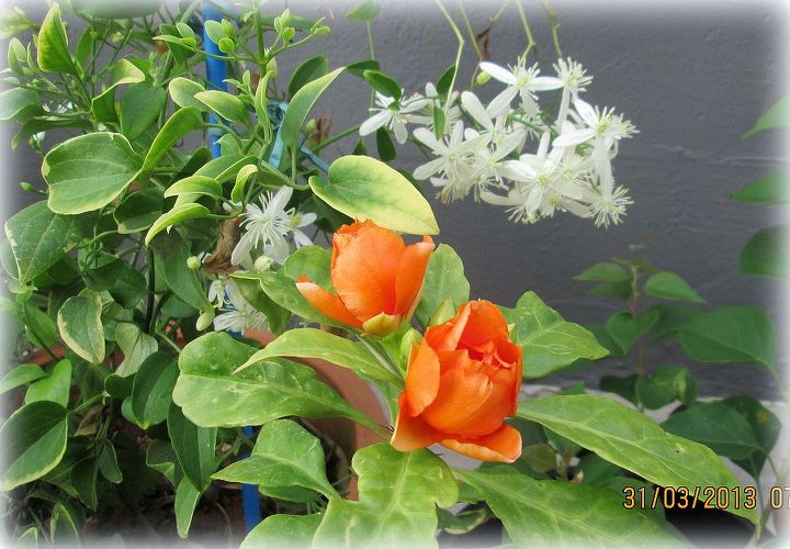 few pictures of the flowers in my garden, flowers, gardening
