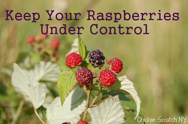 clip back your raspberries for a neat berry patch and easier picking, gardening