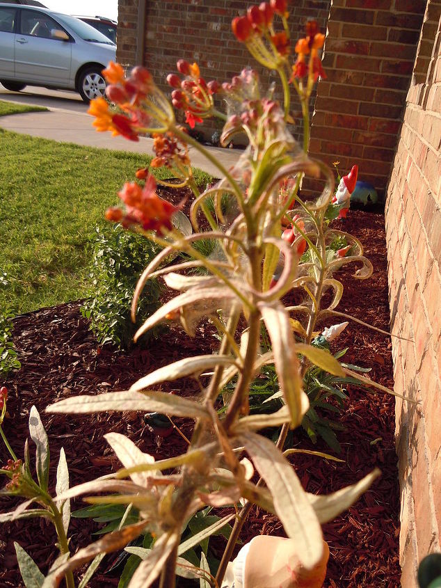 q anyone know what s making spider webs in my plants, flowers, gardening