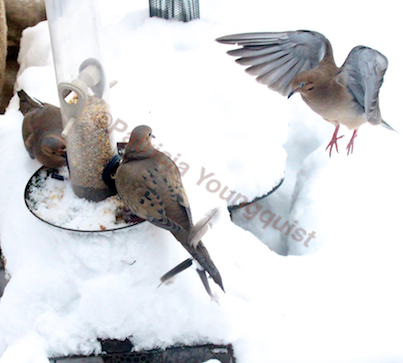 the back story part one of tllg s rain or shine feeders, outdoor living, pets animals, The Mourning Doves enjoying a picnic in a nor easter storm