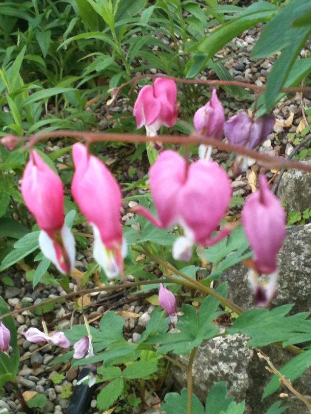 flowers in my gardens, flowers, gardening, Bleeding Heart I need a better picture of this it is in it s last blooming stages