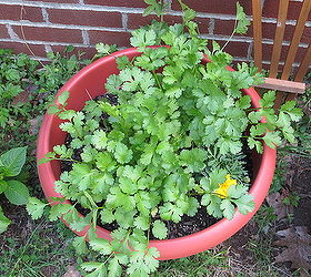 cilantro, gardening
