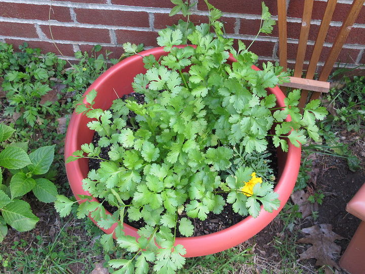 cilantro, gardening