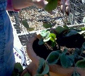 how to plant a strawberry jar that lives, gardening, One plant in the top for a one gallon strawberry pot Three in the top for bigger pots