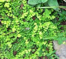 ground cover creeping jenny