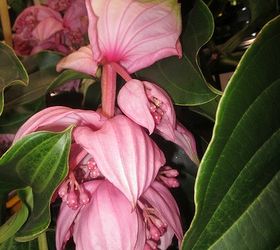 canada blooms and the home show, gardening, Medinilla