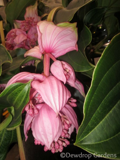 canada blooms and the home show, gardening, Medinilla