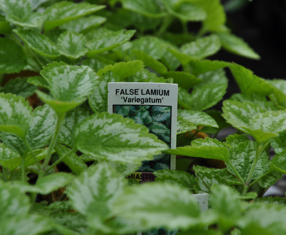 cuidado com o jardineiro plantas que devem usar uma etiqueta de aviso