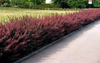 Love the Look of the Barberry Hedge, but Scared to Prune Them?