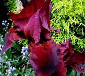 may garden birdhouses amp flowers, flowers, gardening, Dad s dark burgundy iris from years ago
