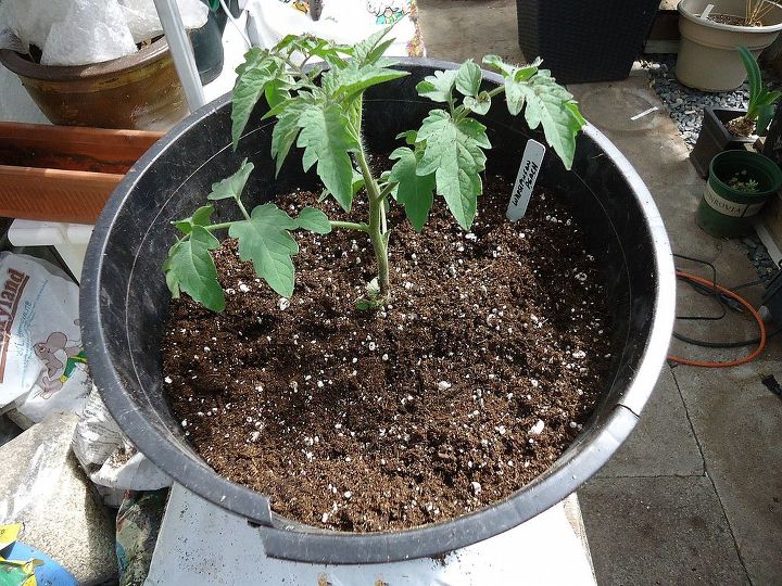 how to take care of your new tomato plants, container gardening, gardening, Be sure to water your newly transplanted tomato to reduce stress on the plant
