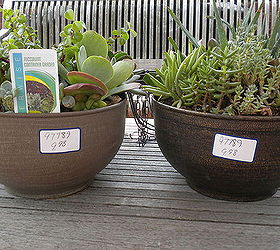 succulent orb experiment, container gardening, flowers, gardening, succulents