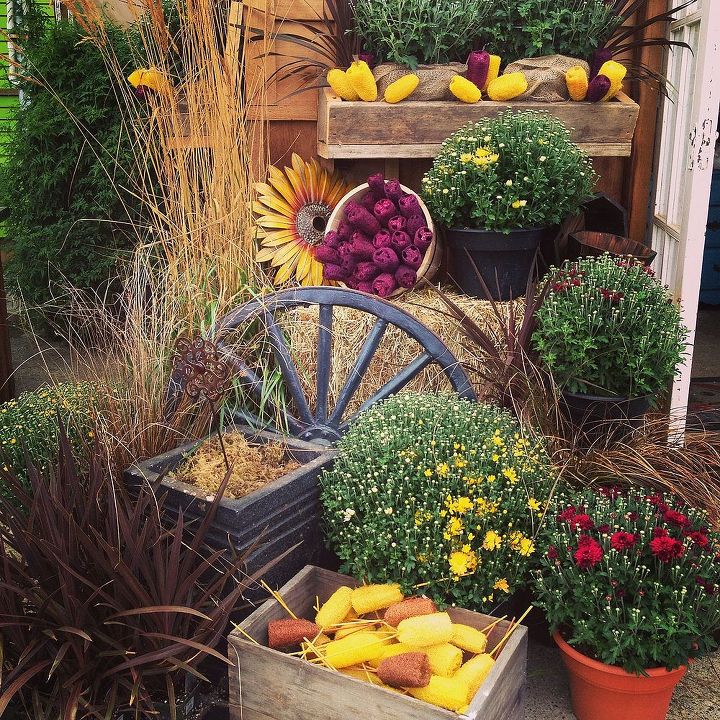 fall mum s add instant color, flowers, gardening, A vignette I put together today at the store using fall mums hay bales and an antique wagon wheel visit