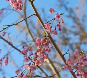 cherry corner garden in april, gardening, Cherry blossoms against the blue spring sky