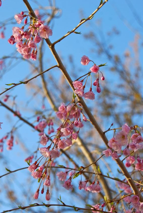 cherry corner garden in april, gardening, Cherry blossoms against the blue spring sky