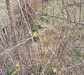daffodils harbingers of spring, gardening, seasonal holiday decor