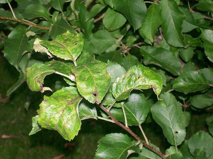 manchas negras en mis manzanas, Tanto las hojas sanas como las enfermas en el rbol