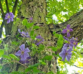 how totraining clematis on a tree trunk, flowers, gardening, hydrangea, Up up and away