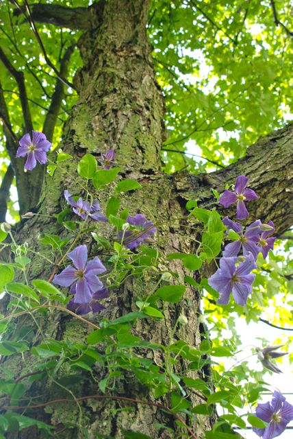 how totraining clematis on a tree trunk, flowers, gardening, hydrangea, Up up and away