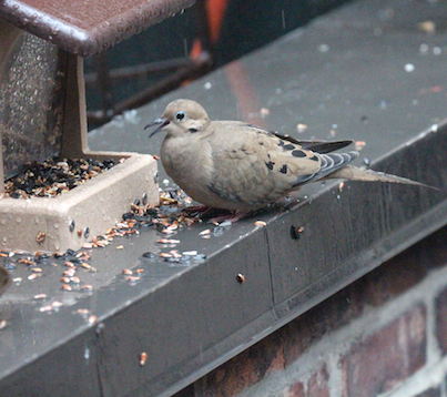 part 5 back story of tllg s rain or shine feeders, outdoor living, pets animals, urban living, Even in the rain mourning dove enjoys the HH placement View One Image featured in tribute to Starr Saphir