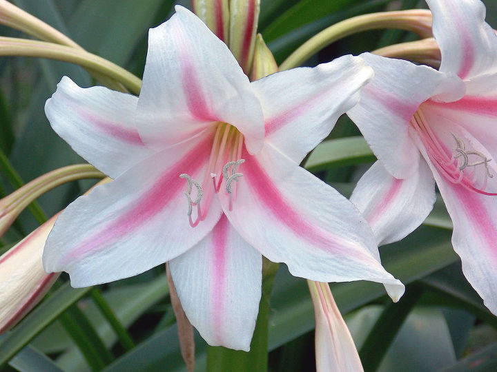 does anyone know the name of these lilies, gardening